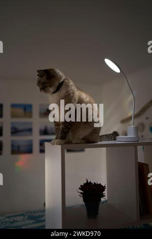 Il gatto siamese/thailandese si riscalda sotto una lampada USB su uno scaffale che divide la stanza in zone Foto Stock