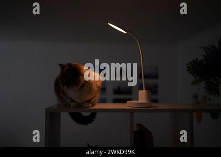 Il gatto siamese/thailandese si riscalda sotto una lampada USB su uno scaffale che divide la stanza in zone Foto Stock