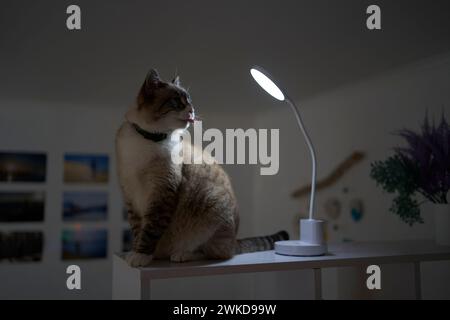 Il gatto siamese/thailandese si riscalda sotto una lampada USB su uno scaffale che divide la stanza in zone Foto Stock