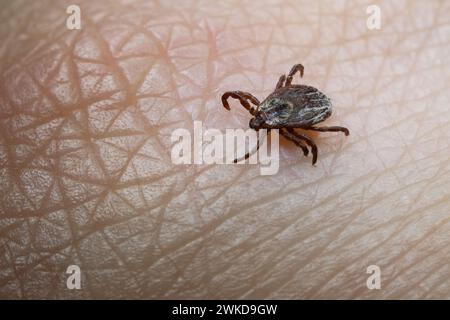 Stoccarda, Germania. 20 febbraio 2024. Un membro del Dipartimento di Parasitologia dell'Università di Hohenheim mostra una zecca colorata (Dermacentor reticulatus) in un laboratorio. Gli esperti spiegano lo stato attuale della ricerca in un comunicato stampa online per il South German Tick Congress. A causa del clima persistentemente mite, le zecche sono arrivate attraverso il pozzo invernale in questo paese e sono già molto attive. Crediti: Marijan Murat/dpa/Alamy Live News Foto Stock