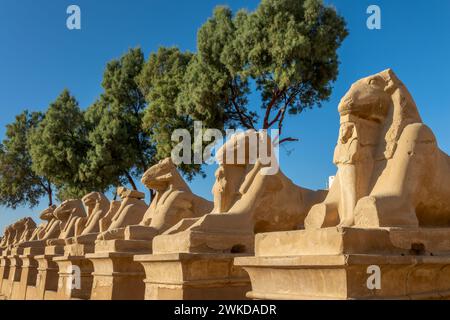 Sfingi con testa di RAM nel complesso del tempio di Karnak sulla riva orientale del fiume Nilo a Luxor, Egitto Foto Stock