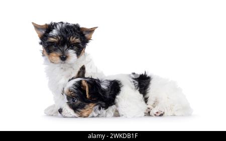 Adorabile duo di cuccioli Biewer Terrier, seduti e sdraiati insieme. Uno che guarda verso la telecamera, uno di lato. isolato su sfondo bianco. Foto Stock