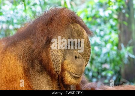 L'immagine ravvicinata di un maschio adulto "Charlie" orangutan di Sumatra (Pongo abelii). Si trova solo nel nord dell'isola indonesiana di Sumatra. Foto Stock