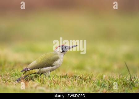 Uccello - picchio verde Picus viridis a terra, uccello in cerca di cibo, fauna selvatica Polonia Europa Foto Stock