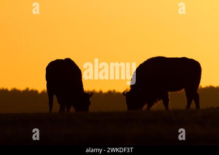 Mammiferi natura selvaggia bisonte europeo Bison bonasus mandria Wisent in piedi sul campo parte nord-orientale della Polonia, Europa foresta di Knyszynska Sundown Foto Stock