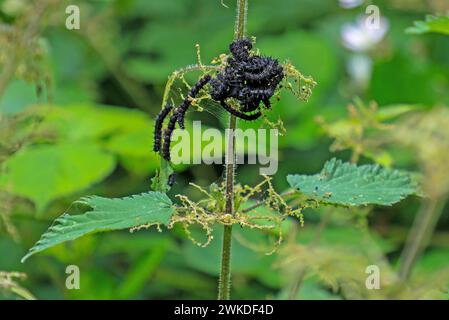 Red Admiral Butterfly (Vanessa atalanta) caterpillars on a common Nettle or Stinging Nettle (Urtica dioica) England, UK Foto Stock