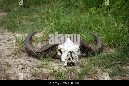 Il cranio e le corna di un bufalo morto nel Parco Nazionale di Nyerere (Selous Game Reserve) nella Tanzania meridionale. Foto Stock