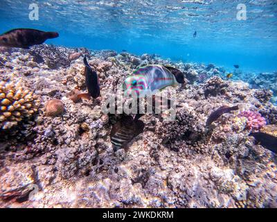 Klunzinger's wrasse noto come Thalassoma rueppellii sott'acqua presso la barriera corallina. Vita subacquea della barriera corallina con coralli e pesci tropicali. Coral Reef at Foto Stock