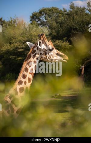 Ritratto verticale della giraffa di Baringo nel giardino zoologico. Giraffa Camelopardalis Rothschildi nello zoo. Mammifero africano con Long Neck fuori. Foto Stock