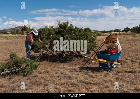 DONNA CHE TAGLIA L'ALBERO DEL GINEPRO, SANTA FE, NEW MEXICO, USA Foto Stock