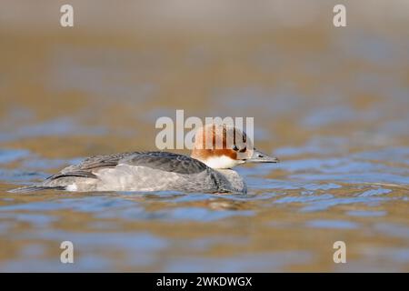 La Smew femmina ( Mergellus albellus ) nuota su ghiaccio in acque aperte fredde, ospiti invernali, fauna selvatica, Germania. Foto Stock