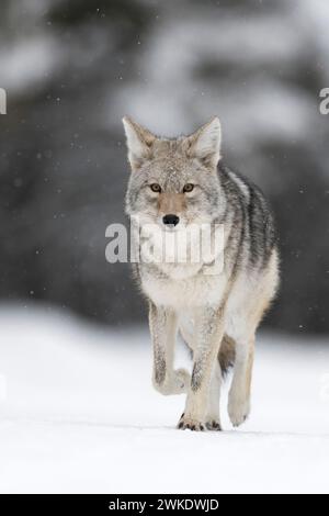 Coyote ( Canis latrans ), in inverno, camminando su neve ghiacciata, nevicate leggere, osservazione, sfondo naturale, chiusura, contatto visivo, Yellowstone NP, Wyoming Foto Stock