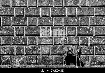 Cane guardiano di fronte a un castello Foto Stock