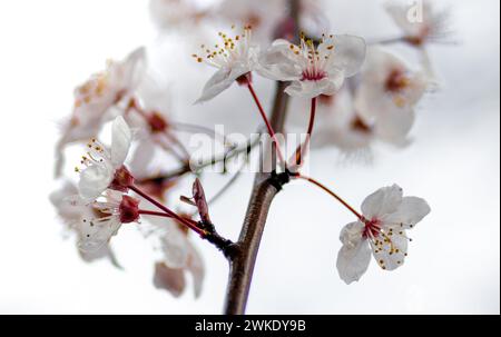 Macro primo piano della fioritura dei ciliegi su un ramo con sfondo bianco. Foto Stock
