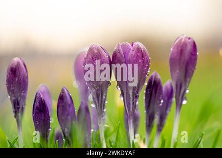 Primo piano macro, vista a basso angolo di Croco coperta di rugiada mattutina contro il cielo con luce solare calda. Floreale, sfondo primaverile, concetto. Foto Stock