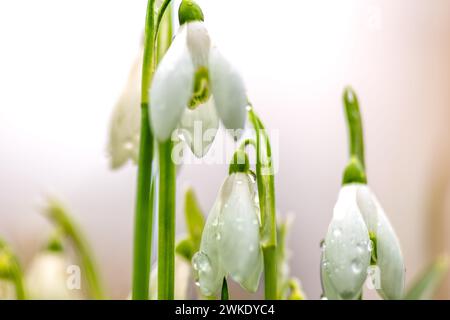 Macro primo piano vista dall'angolo basso delle Snowdrops Cover in mattinata contro il cielo con luce solare calda. Primavera, sfondo floreale. Foto Stock