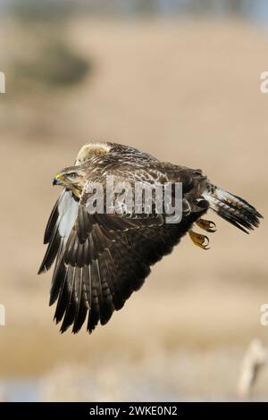 Mäusebussard / Bussard Buteo buteo, bekannter, häufig zu beobachtender Greifvogel im Flug über offene Landschaft, Wildlife, heimische Vogelwelt, Deutschland. *** Buzzard comune / Buzzard / Mäusebussard Buteo buteo in volo sulle zone umide. Meclemburgo-Vorpommern Deutschland, Europa Foto Stock