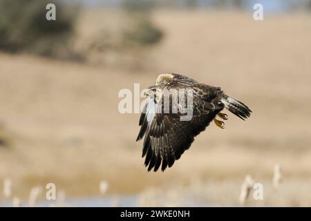 Mäusebussard / Bussard Buteo buteo, bekannter, häufig zu beobachtender Greifvogel im Flug über offene Landschaft, Wildlife, heimische Vogelwelt, Deutschland. *** Buzzard comune / Buzzard / Mäusebussard Buteo buteo in volo sulle zone umide. Meclemburgo-Vorpommern Deutschland, Europa Foto Stock