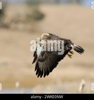 Mäusebussard / Bussard Buteo buteo, bekannter, häufig zu beobachtender Greifvogel im Flug über offene Landschaft, Wildlife, heimische Vogelwelt, Deutschland. *** Buzzard comune / Buzzard / Mäusebussard Buteo buteo in volo sulle zone umide. Meclemburgo-Vorpommern Deutschland, Europa Foto Stock