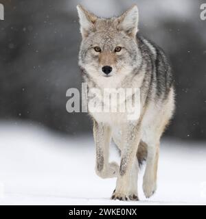 Kojote Canis latrans , im Winter, läuft bei leichtem Schneefall direkt auf die Kamera zu, ansprechend tiefe Aufnahmeperspektive, schöne Farben, natürlicher Hintergrund, nah, Blickkontakt, Yellowstone NP, Wyoming, Stati Uniti. *** Coyote Canis latrans , in inverno, camminando su neve ghiacciata, nevicata leggera, osservazione, sfondo naturale, Chiudi, contatto visivo, Yellowstone NP, Wyoming, Stati Uniti. Wyoming Nordamerika, Vereinigte Staaten von Amerika Foto Stock