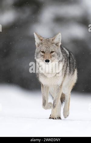 Kojote Canis latrans , im Winter, läuft bei leichtem Schneefall direkt auf die Kamera zu, ansprechend tiefe Aufnahmeperspektive, schöne Farben, natürlicher Hintergrund, nah, Blickkontakt, Yellowstone NP, Wyoming, Stati Uniti. *** Coyote Canis latrans , in inverno, camminando su neve ghiacciata, nevicata leggera, osservazione, sfondo naturale, Chiudi, contatto visivo, Yellowstone NP, Wyoming, Stati Uniti. Wyoming Nordamerika, Vereinigte Staaten von Amerika Foto Stock