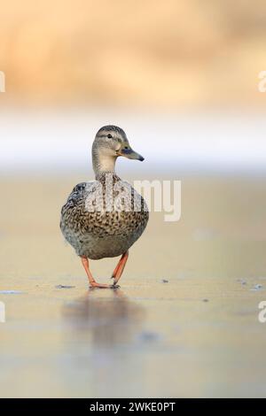 Stockente Anas platyrhynchos , einsames Weibchen, läuft, watschelt über einen zugefrorenen SEE, lustige frontaler tiefe Perspektive, heimische Vogelwelt, Wildtiere, Europa. *** Mallard / Wild Duck / Stockente Anas platyrhynchos , donna lonsesome, passeggiate su un lago ghiacciato, divertente punto di vista frontale basso, andatura a cavallo, fauna selvatica, Europa. Nordrhein-Westfalen Deutschland, Westeuropa Foto Stock
