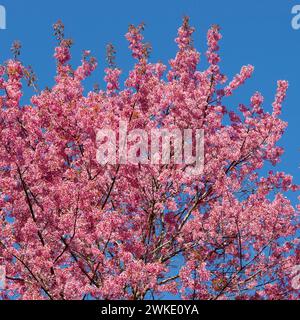 Fiori di ciliegio vicino a Chiang mai in Thailandia. Ciliegio con fiori sul cielo blu. Foto Stock