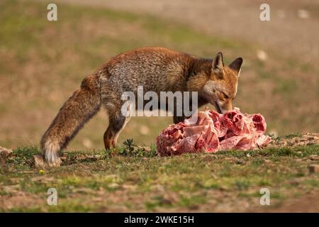 Bellissimo ritratto di una volpe comune che puzza un enorme pezzo di carne per scegliere dove affondare i denti nel parco naturale della sierra de andujar Foto Stock