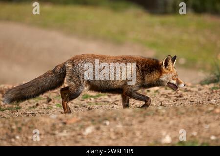 Bellissimo ritratto laterale della volpe comune con la bocca aperta che mostra i denti che cammina sull'erba e sulle pietre nella foresta del parco naturale della sierra Foto Stock