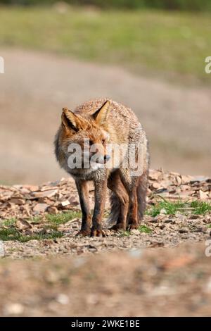 Bellissimo ritratto verticale di una volpe comune con un occhio danneggiato che guarda lateralmente sulle pietre e l'erba nella foresta della sierra morena Foto Stock