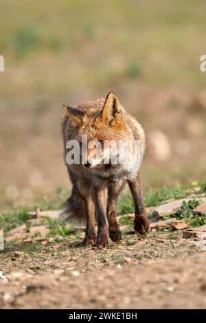 Il bellissimo ritratto verticale di un esemplare di volpe comune con un occhio gravemente ferito cammina con il suo sguardo in alto nel Parco naturale della Sierra de Andujar Foto Stock