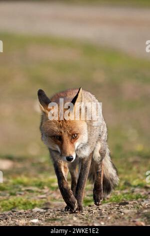 Il bellissimo ritratto verticale della volpe comune cammina attraverso la foresta con uno sguardo vigile nel parco naturale della Sierra de Andujar, in Andalusia, Spagna Foto Stock