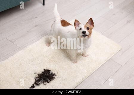 Bel cane vicino alla macchia di fango sul tappeto al chiuso Foto Stock