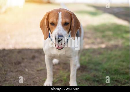 Ritratto del cane beagle seduto sull'erba e in attesa di vista ravvicinata Foto Stock