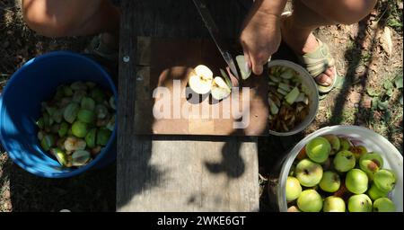 lavorazione manuale di mele gialle organiche da parte di una donna in giardino sotto l'albero, vista dall'alto, taglio di frutta fresca con coltello su superfici in legno all'aperto Foto Stock