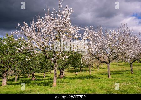 Albenya, Algaida, Maiorca, isole Baleari, Spagna. Foto Stock