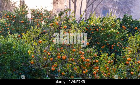 Frutteto di arance, Randa, comune di Algaida, Maiorca, Isole Baleari, Spagna. Foto Stock