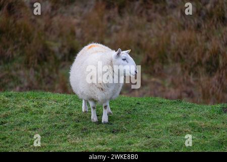 oveja, Flodygarry, Highlands, Escocia, Reino Unido. Foto Stock