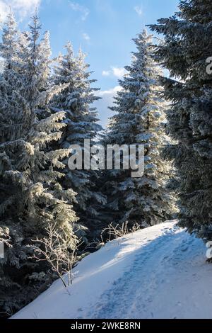 Sentiero di montagna, in un bellissimo inverno, vicino al picco Toaca sul monte Ceahlau, Romania Foto Stock