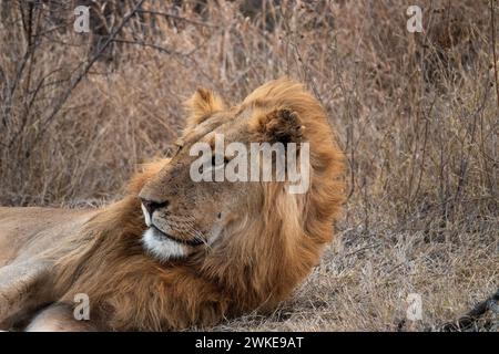 Ritratto di un leone maschile che si rilassa in Sud Africa Foto Stock