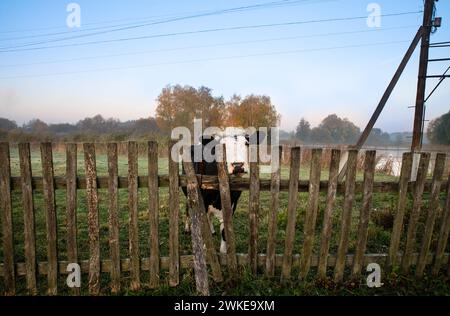 Una mucca nera con una museruola bianca si erge su una recinzione di legno sull'erba verde la mattina presto. Sullo sfondo c'è nebbia leggera. Foto Stock