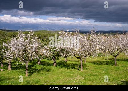 Albenya, Algaida, Maiorca, isole Baleari, Spagna. Foto Stock