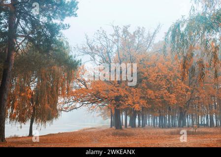 Mattinata nebbiosa autunnale nel parco. Grande albero con foglie d'arancia. Albero vicino al lago. Mattinata mistica nel parco. Lago con nebbia nel parco in autunno Foto Stock