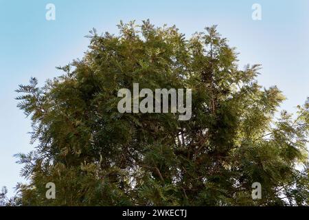 Il ramo della Grevillea robusta si chiude Foto Stock