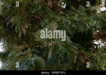 Il ramo della Grevillea robusta si chiude Foto Stock