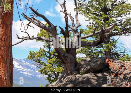 Alberi unici nelle montagne del Colorado lungo sentieri escursionistici . Foto di alta qualità Foto Stock