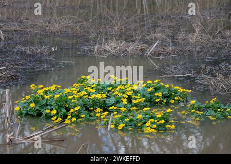 Calendula palustris palustris palustris paludosa, fiori perenni gialli brillanti nelle zone umide all'inizio della primavera grandi foglie arrotondate, stami multipli e carpeli al centro Foto Stock