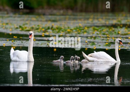 Cigni muti, Cygnus olor coppia con cuccioli giovani. Galleggiare nel lago. In cerca di cibo. Con bellissimi fiori gialli d'acqua. Dubnica, Slovacchia Foto Stock