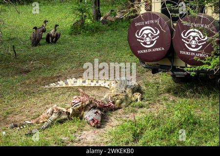 Un coccodrillo del Nilo (Crocodylus niloticus) mangia una zebra morta accanto a un veicolo turistico, mentre avvoltoi bianchi si guardano nel Parco Nazionale di Nyerere (Selous Foto Stock