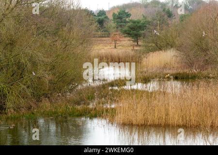 Moore Nature Reserve Penketh, Cheshire, Warrington Foto Stock